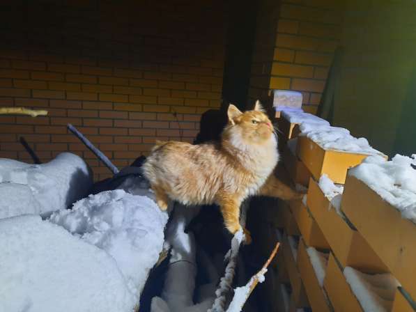 Фото ноябрь 2020 г. Продам котенка в Москве