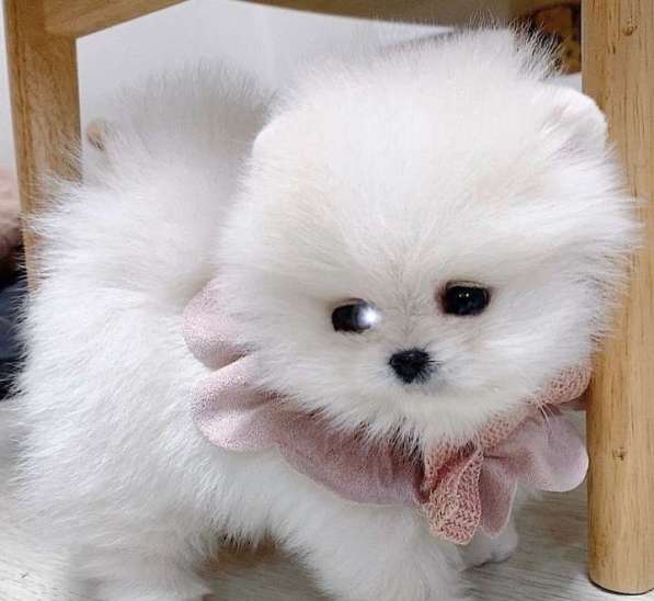 Померанский шпиц в Москве