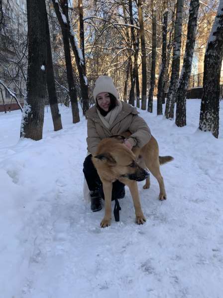 Собака ищет дом! в Москве фото 4