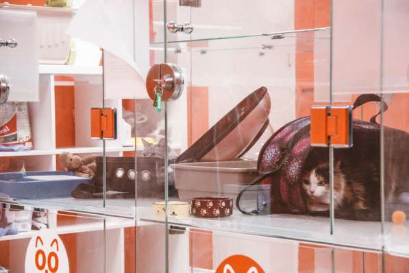 Зоогостиница BookingCat Люберцы/Жулебино в Люберцы фото 28