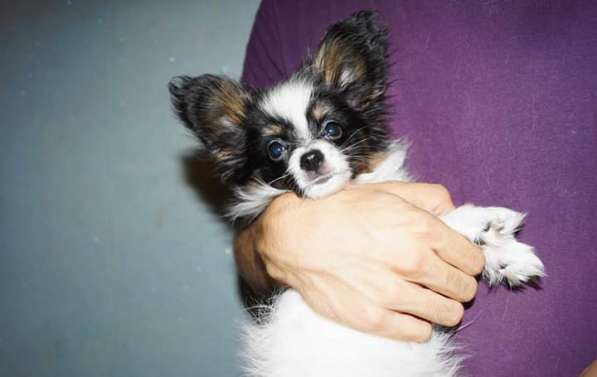 Малыш Папийон в Саратове фото 5