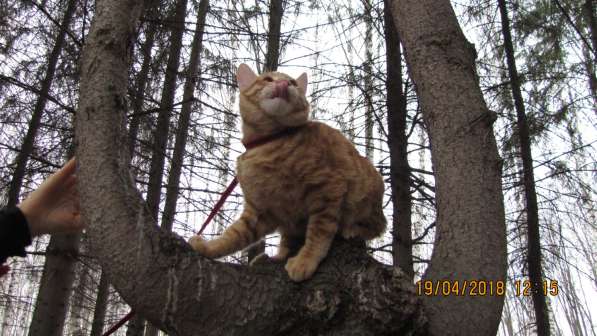 Курбобы- котята от Чемпиона Мира в Уфе фото 10