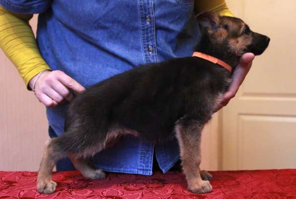 Щенки немецкой овчарки в фото 3