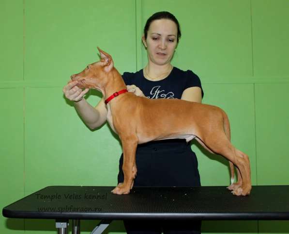 Щенки Фараоновой собаки в Санкт-Петербурге фото 26