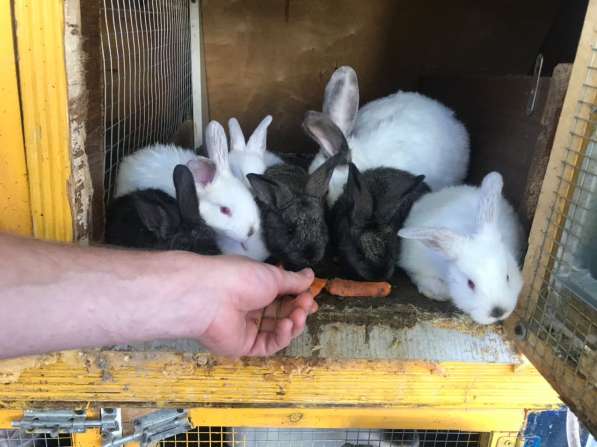 Продам кроликов в Симферополе фото 3