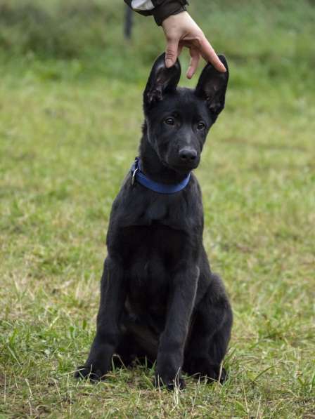 Щенки немецкой овчарки в фото 4