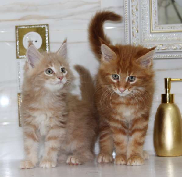 Рыжие Мейн куны в фото 9