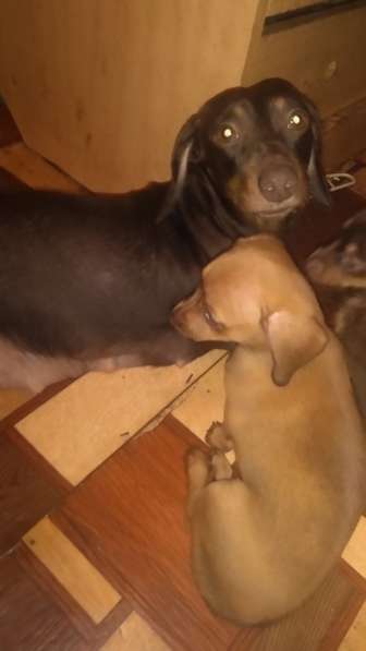 Щенки таксы миниатюрной в Твери фото 12