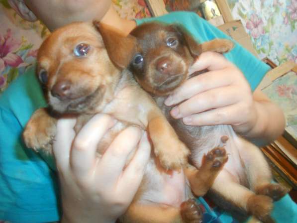 Щенки таксы миниатюрной в Твери фото 28