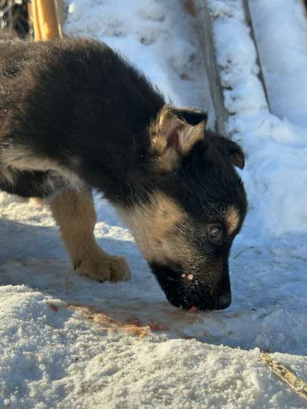 Щенки в добрые руки в Искитиме фото 6