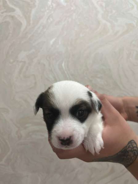 Щенки Джек Рассел терьер в Москве фото 5