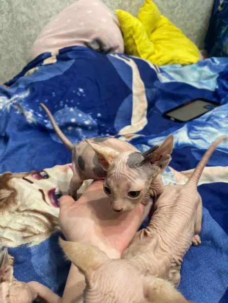 Канадский сфинкс