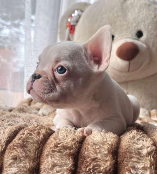 Щенки в Уссурийске фото 9