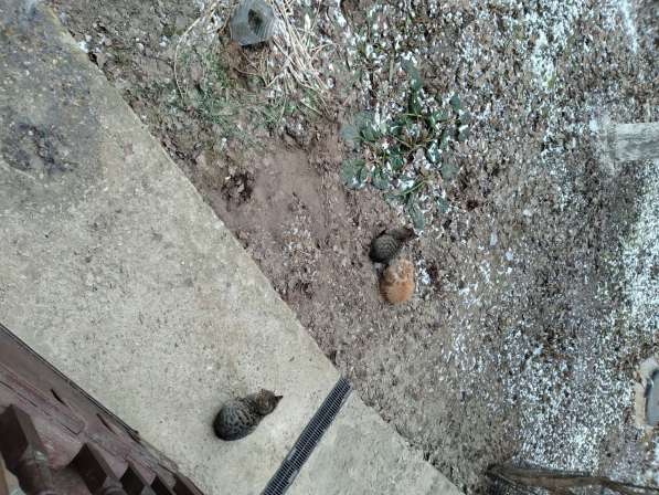 Отдам в добрые руки пятимесячных котят в Москве фото 4