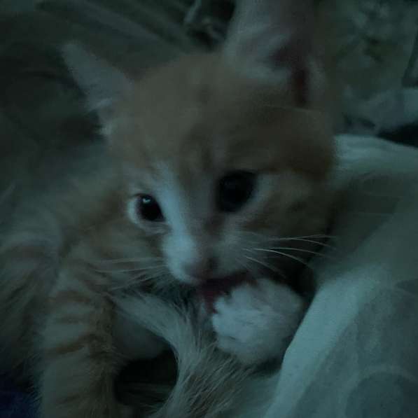 Отдаю даром котенка в Москве