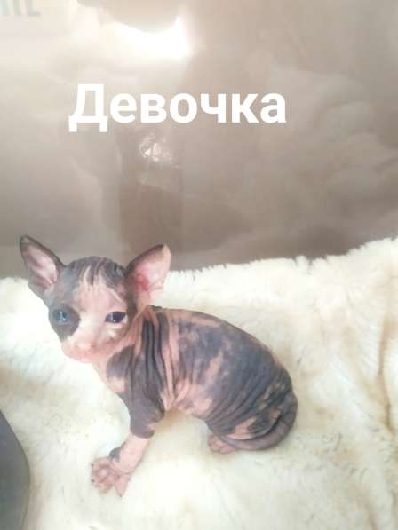 Котята Донского сфинкса в 