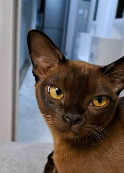 Котята европейская бурма в Нижневартовске фото 3