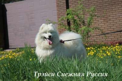 Самоед щенки в Хабаровске фото 3