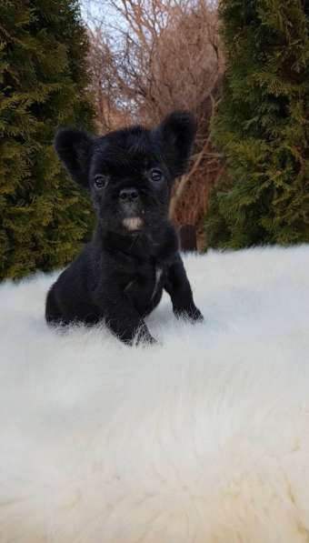 French bulldog. Black fluffy girl