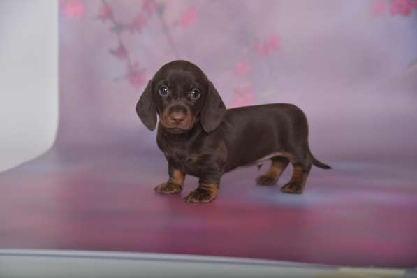 Клубные щенки Таксы гладкошерстные мини и кроличьи в Москве фото 5