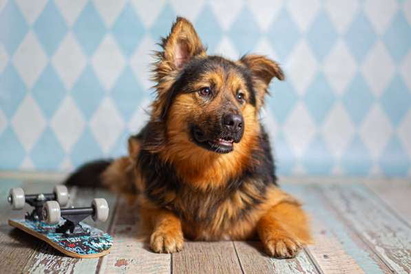 Пушистый большой добряк Большой в добрые руки