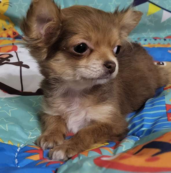 Chihuahua. Micro girl в 