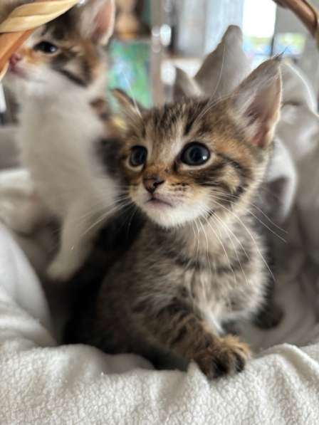 Котята бесплатно в Павловском Посаде фото 5