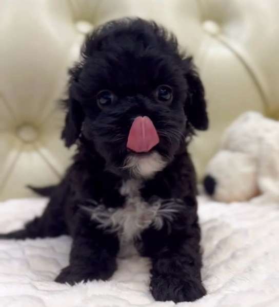 Щенки мальтипу мини в Краснодаре фото 5