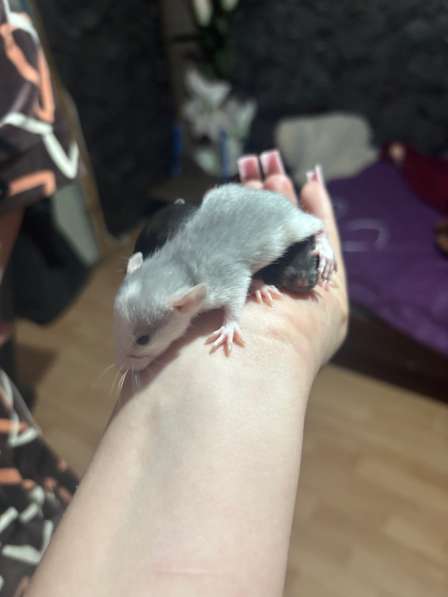 Маленькие крысята ищут домик в Лыскове фото 3