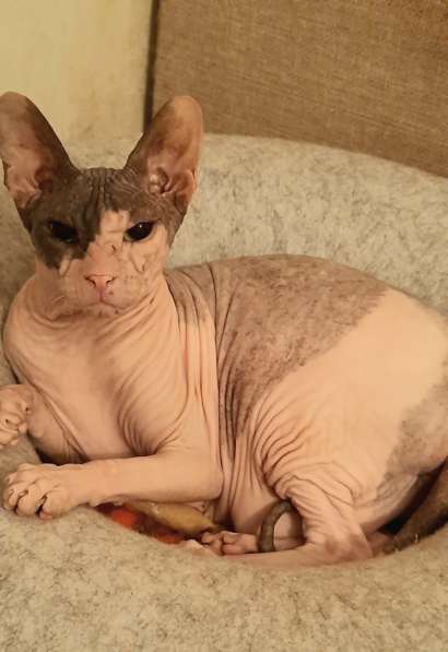 Донской сфинкс, мальчик в Санкт-Петербурге фото 5