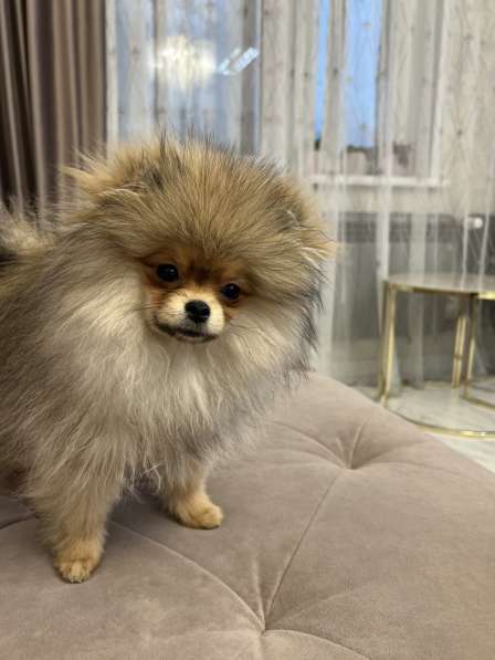 Шпиц 5 месяц в Красноярске фото 4