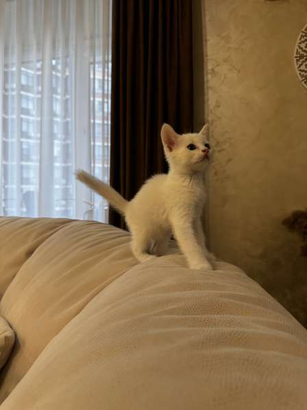 БЕСПЛАТНО!!!!Котята в добрые руки в Ростове-на-Дону фото 3