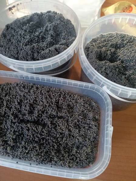 Породы осетровых из аквакультуры в Астрахани