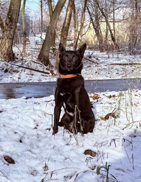 Миниатюрная, робкая девочка Мила в добрые руки! в Москве фото 5