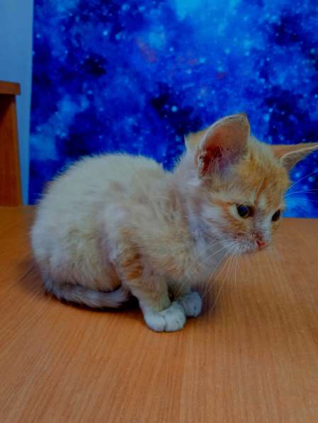 Отдам котят в добрые руки в 