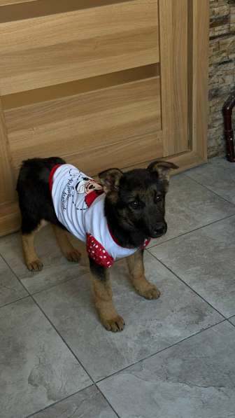 Очень красивые щенки в Санкт-Петербурге фото 13