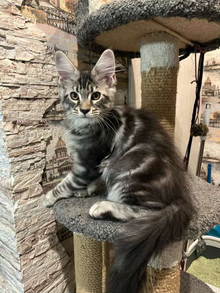 Котенок Мейн-кун с документами в Новосибирске