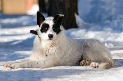 Отдам даром Ищет дом необычная собака Снежинка в Москве фото 4