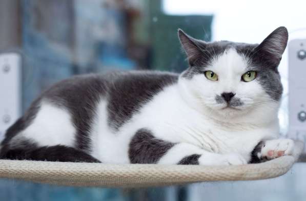 Ласковая и спокойная кошечка Василиса в дар в Москве