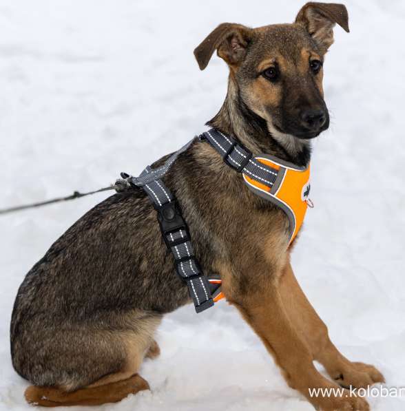 Ищем дом для маленькой Греты в Москве фото 9