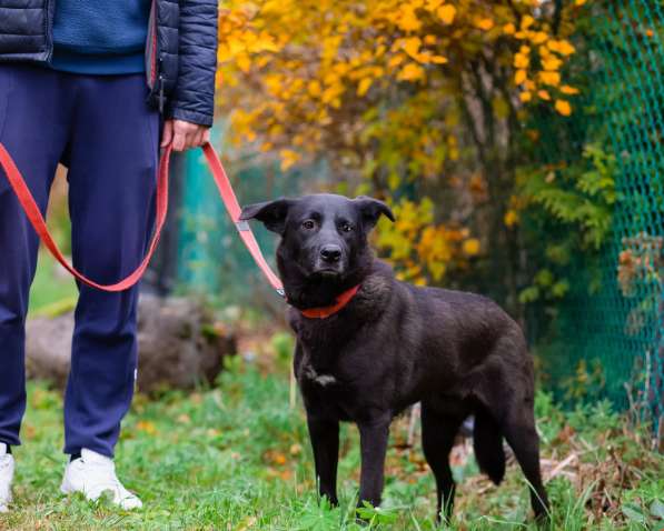 Собака с разноцветными глазами в Санкт-Петербурге фото 3