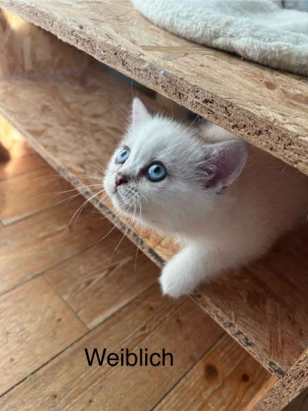 Reinrassige BKH Kitten mit blauen Augen в фото 8