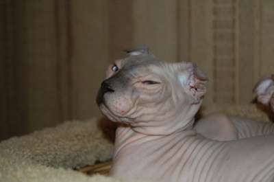 Профессиональный питомник SOUMBIKE предл в Санкт-Петербурге