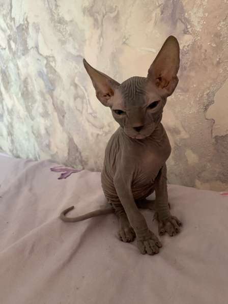 Котенок Сфинкс в Краснодаре