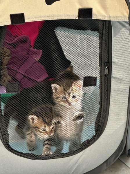 Отдам котят