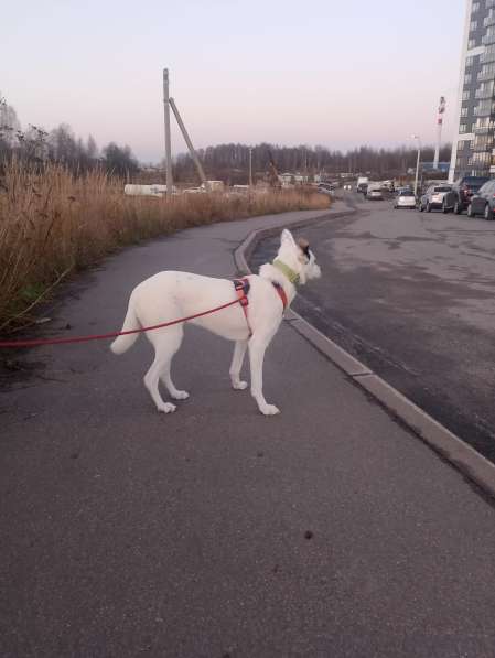 Красивая собачка ищет дом в Санкт-Петербурге фото 4