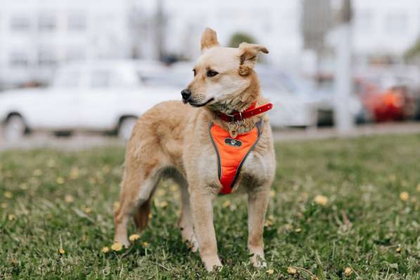 Собака Камилла ищет дом в Москве фото 5