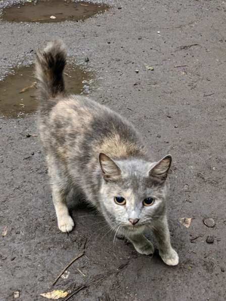 Трехцветная кошечка погибает на улице в Москве фото 4