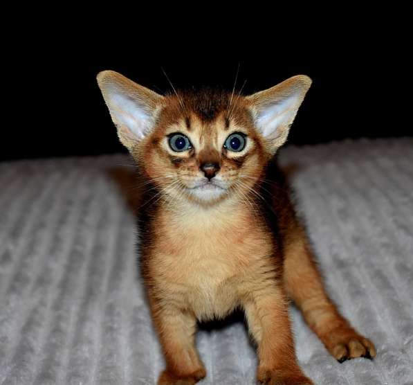Абиссинские котята в Москве фото 5