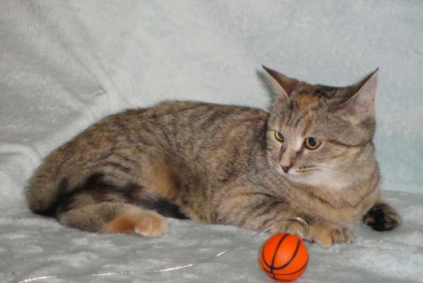 Молодая кошечка ищет дом в Москве фото 6